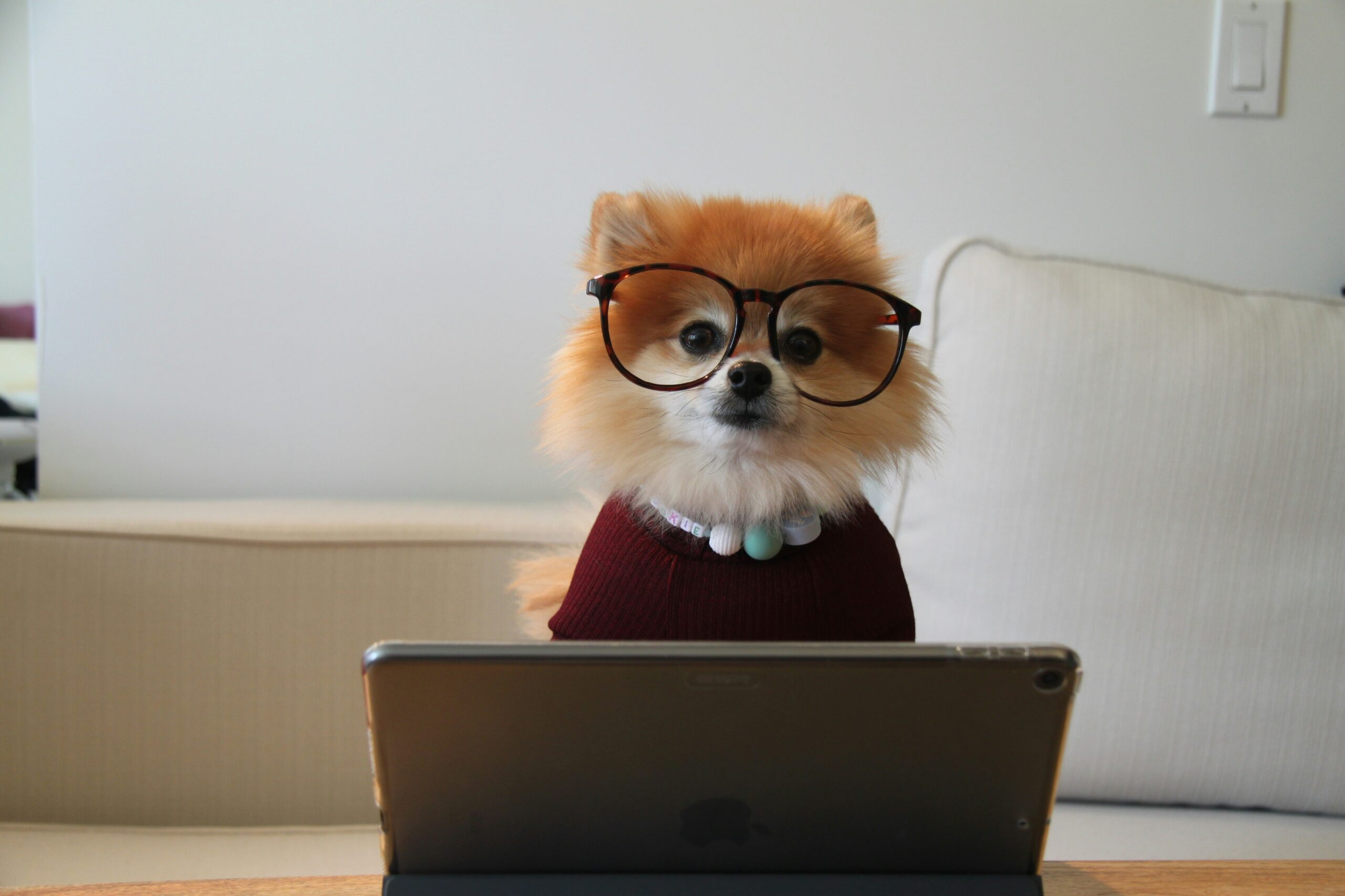 Small pomeranian wearing glasses and a sweater, working at the computer