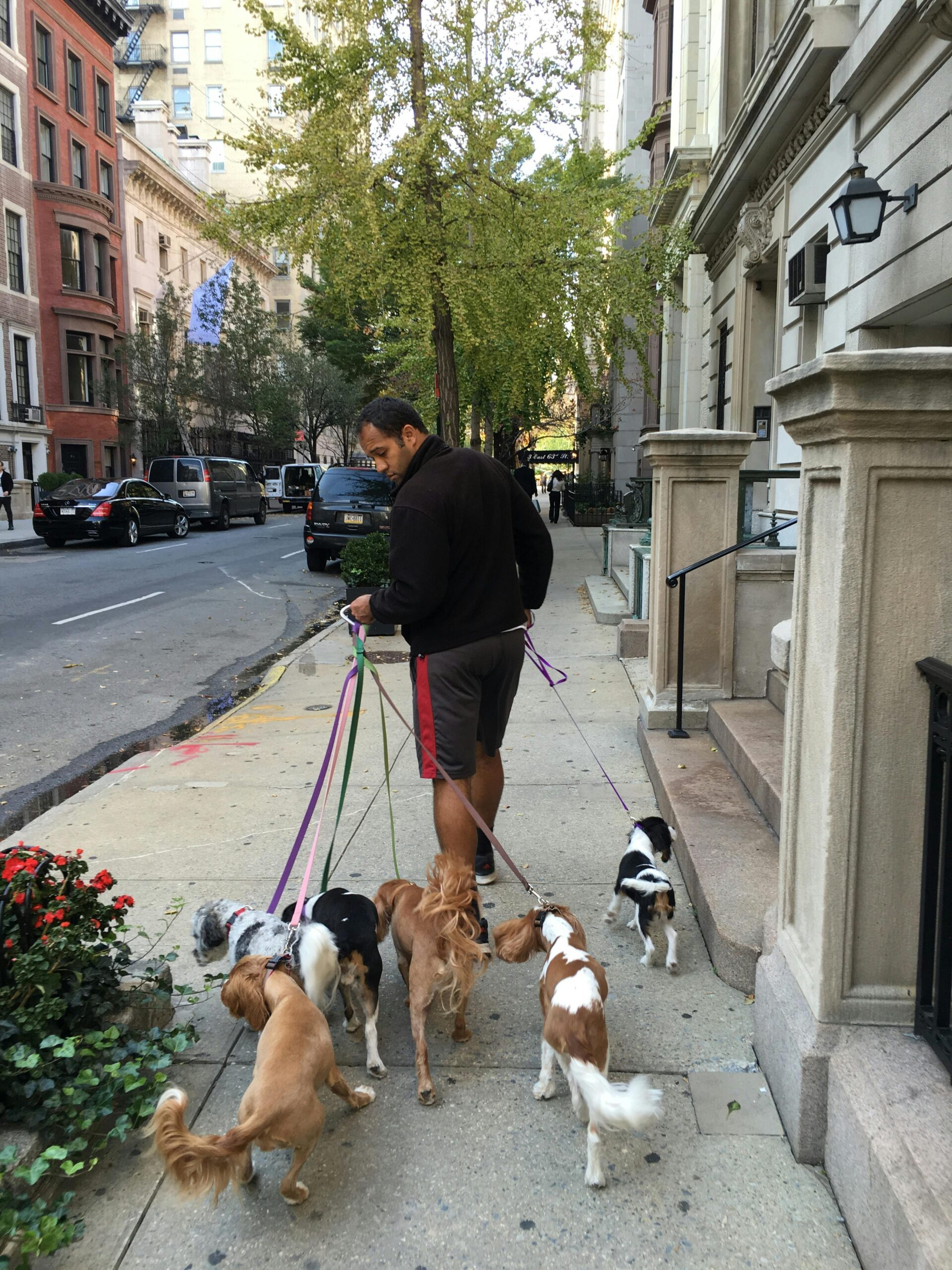 Man walking a small pack of dogs through the city